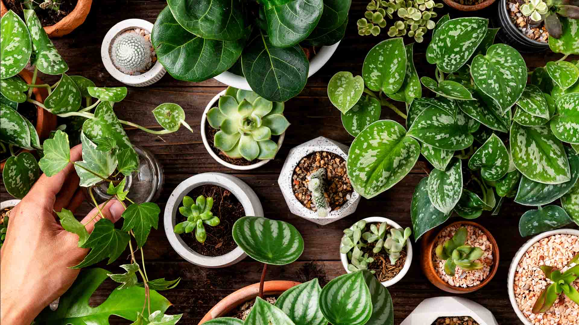 آموزش خواندن فال قهوه
