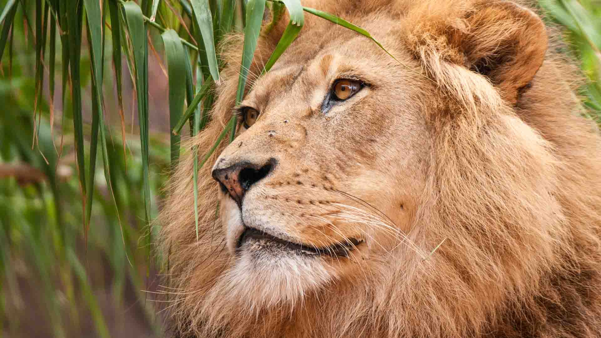 تعبیر و تفسیر شیر در فال قهوه