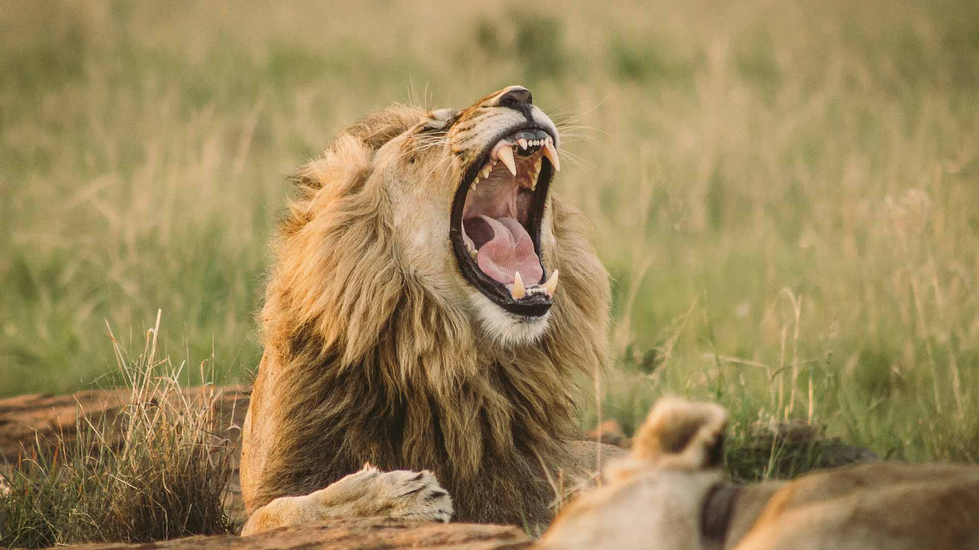 تعبیر و تفسیر شیر در فال قهوه