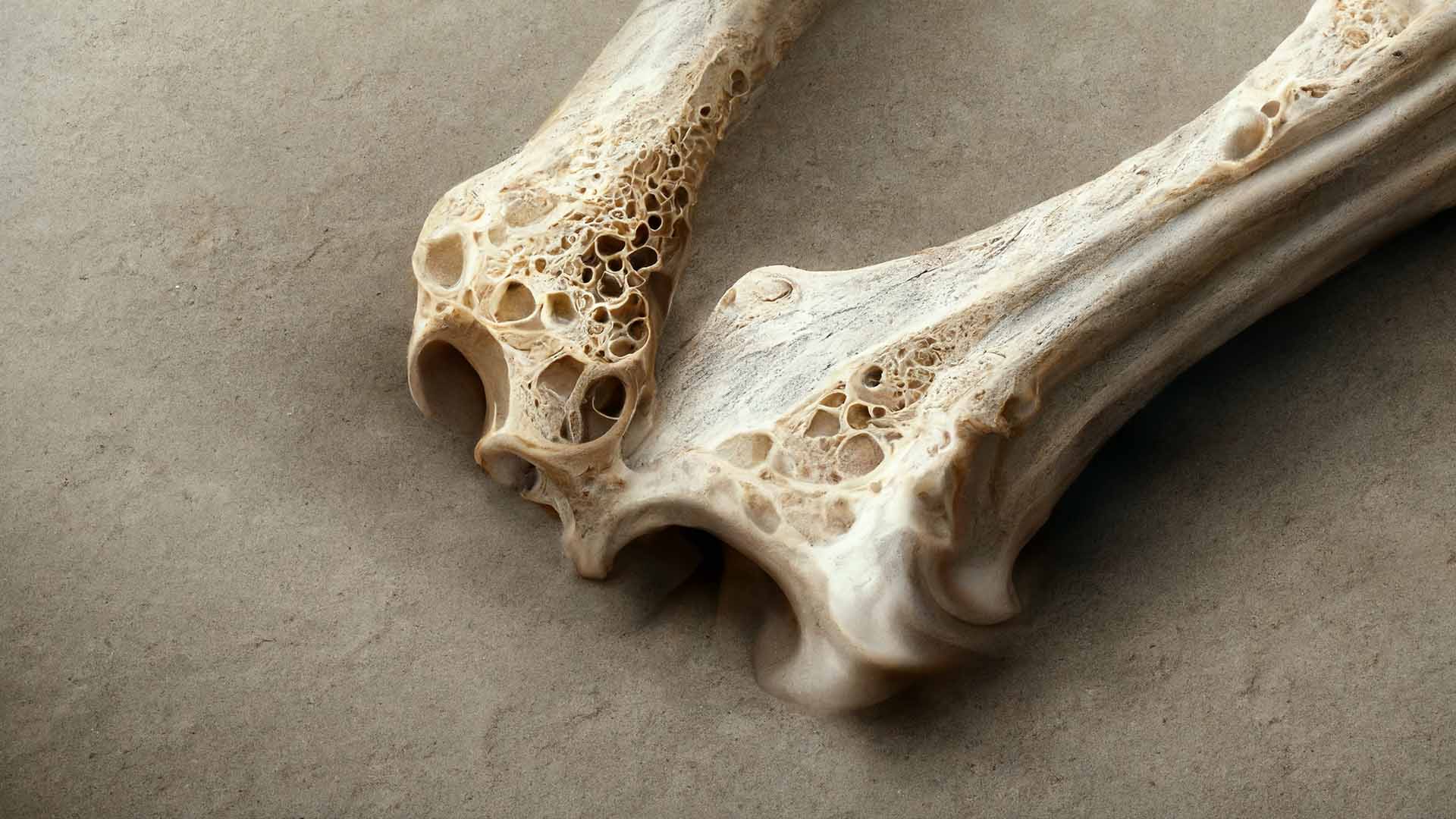 استخوان در فال قهوه
