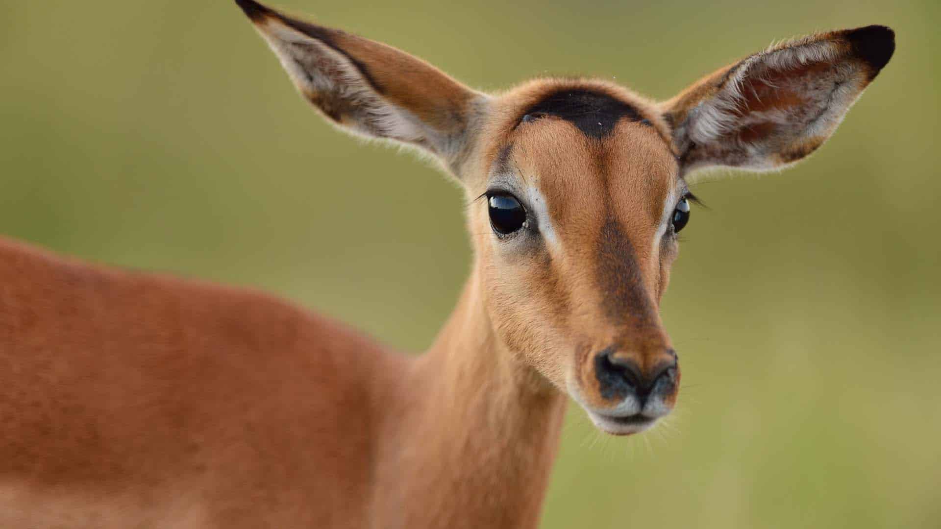تعبیر و تفسیر آهو در فال قهوه